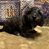 Loki - Brindle LH, a male Miniature Dachshund for sale in Hattiesburg, MS – Photo 3 of 10