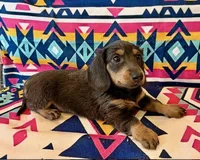 Winnie - Blue/Tan LH, a female Miniature Dachshund for sale in Hattiesburg, MS – 2 of 6