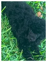 Remington, a male Poodle - Toy  for sale in Hattiesburg, MS – Photo 1 of 2