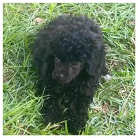 Remington, a male Poodle - Toy  for sale in Hattiesburg, MS – Photo 2 of 2