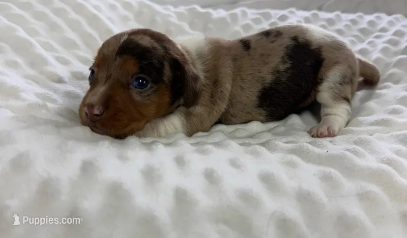 Truffle - Chocolate Dapple Piebald