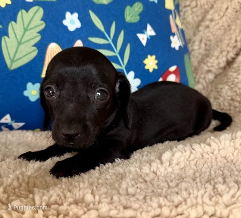 Jett, Solid Black SH – Miniature Dachshund puppy for sale in Hattiesburg, MS