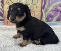 Lucy - Black/Tan LH, a female Miniature Dachshund for sale in Hattiesburg, MS – Photo 3 of 5