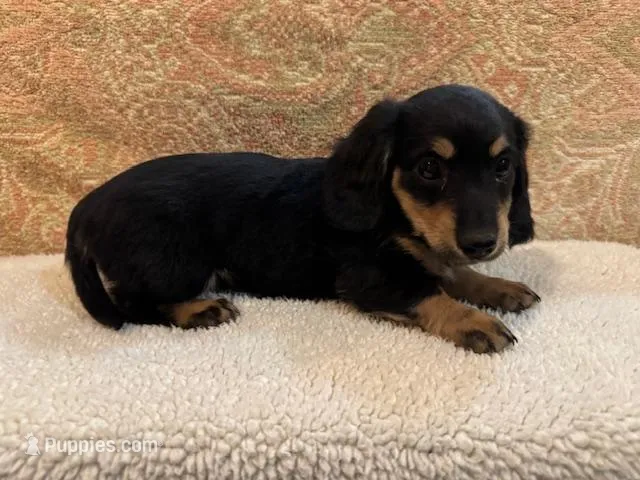Lucy - Black/Tan LH – Miniature Dachshund puppy for sale in Hattiesburg, MS
