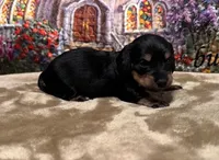 Lucy - Black/Tan LH, a female Miniature Dachshund for sale in Hattiesburg, MS – Photo 2 of 2