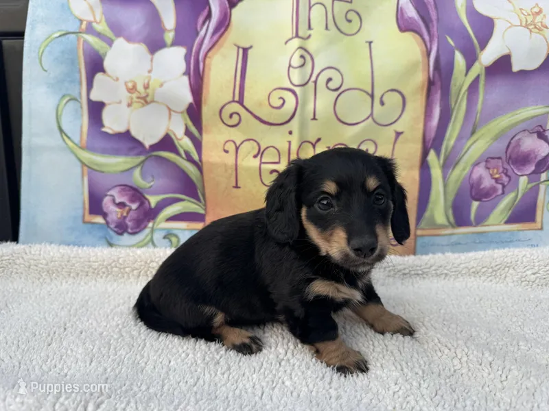Lucy - Black/Tan LH – Miniature Dachshund puppy for sale in Hattiesburg, MS