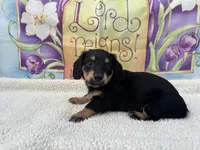 Lucy - Black/Tan LH, a female Miniature Dachshund for sale in Hattiesburg, MS – Photo 2 of 5