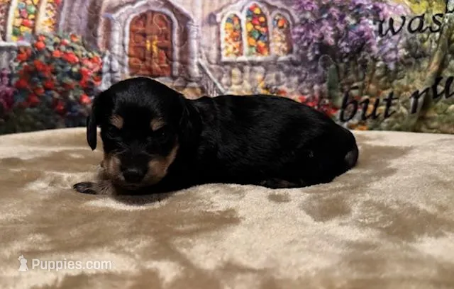 Lucy - Black/Tan LH – Miniature Dachshund puppy for sale in Hattiesburg, MS