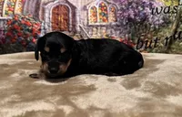 Lucy - Black/Tan LH, a female Miniature Dachshund for sale in Hattiesburg, MS – Photo 1 of 2