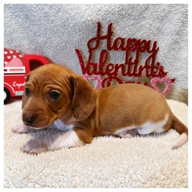 Jasper - Red/White Piebald