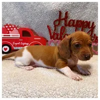 Jasper - Red/White Piebald, a male Miniature Dachshund for sale in Hattiesburg, MS – Photo 2 of 6
