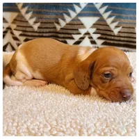 Jasper - Red/White Piebald, a male Miniature Dachshund for sale in Hattiesburg, MS – Photo 5 of 6