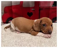 Jasper - Red/White Piebald, a male Miniature Dachshund for sale in Hattiesburg, MS – Photo 3 of 6