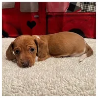 Jasper - Red/White Piebald, a male Miniature Dachshund for sale in Hattiesburg, MS – Photo 4 of 6