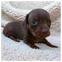 Hershey - Chocolate/Tan SH, a male Miniature Dachshund for sale in Hattiesburg, MS – Photo 2 of 2