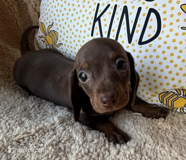 Hershey - Chocolate/Tan SH – Miniature Dachshund puppy for sale in Hattiesburg, MS