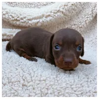 Hershey - Chocolate/Tan SH, a male Miniature Dachshund for sale in Hattiesburg, MS – Photo 1 of 2