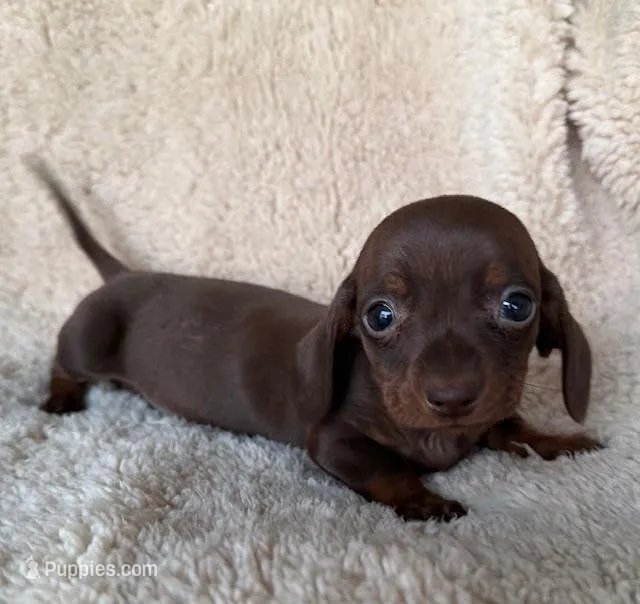 Hershey - Chocolate/Tan SH