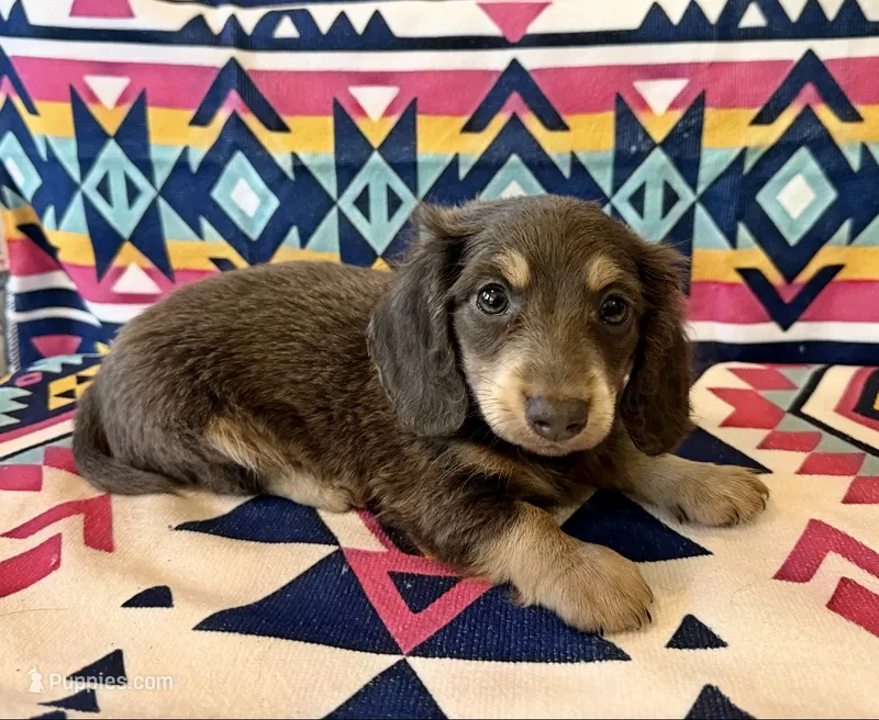 Sterling - Blue/Tan LH Male – Miniature Dachshund puppy for sale in Hattiesburg, MS