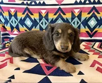 Sterling - Blue/Tan LH Male, a male Miniature Dachshund for sale in Hattiesburg, MS – 1 of 7