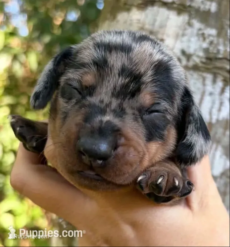Gunner - Silver Dapple SH Male – Miniature Dachshund puppy for sale in Hattiesburg, MS