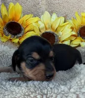 Sophia - Black/Tan SH, a female Miniature Dachshund for sale in Hattiesburg, MS – 3 of 4