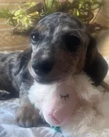 Luna - Silver Dapple Piebald SH, SALE, a female Miniature Dachshund for sale in Hattiesburg, MS – Photo 8 of 9