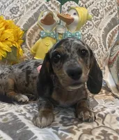 Luna - Silver Dapple Piebald SH, SALE, a female Miniature Dachshund for sale in Hattiesburg, MS – Photo 1 of 9