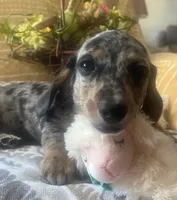 Luna - Silver Dapple Piebald SH, SALE, a female Miniature Dachshund for sale in Hattiesburg, MS – Photo 4 of 9