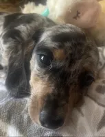 Luna - Silver Dapple Piebald SH, SALE, a female Miniature Dachshund for sale in Hattiesburg, MS – Photo 6 of 9