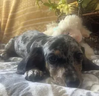 Luna - Silver Dapple Piebald SH, SALE, a female Miniature Dachshund for sale in Hattiesburg, MS – Photo 7 of 9
