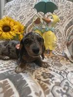 Luna - Silver Dapple Piebald SH, SALE, a female Miniature Dachshund for sale in Hattiesburg, MS – Photo 2 of 9