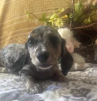Luna - Silver Dapple Piebald SH, SALE, a female Miniature Dachshund for sale in Hattiesburg, MS – Photo 5 of 9