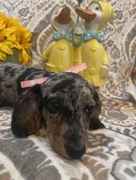 Luna - Silver Dapple Piebald SH, SALE, a female Miniature Dachshund for sale in Hattiesburg, MS – Photo 3 of 9