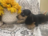 Willie -Black/Tan SH Male, a male Miniature Dachshund for sale in Hattiesburg, MS – 4 of 4