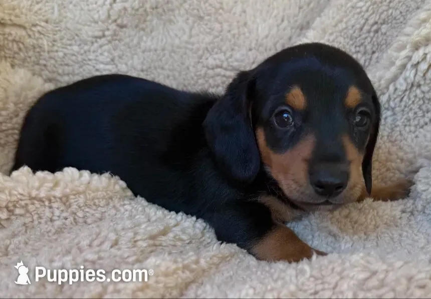 Remington - Black/Tan SH, a male Miniature Dachshund for sale in Hattiesburg, MS – 1 of 5