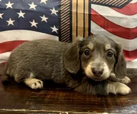Sterling - Blue/Tan LH Male, a male Miniature Dachshund for sale in Hattiesburg, MS – 2 of 4