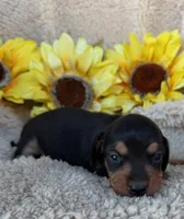 Sophia - Black/Tan SH, a female Miniature Dachshund for sale in Hattiesburg, MS – 2 of 4