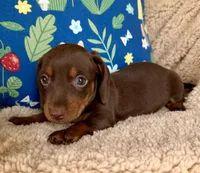 Rolo - Chocolate/Tan SH, a male Miniature Dachshund for sale in Hattiesburg, MS – 1 of 10