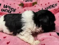 Chloe, Blk/White Parti, Tcup, a female Yorkshire Terrier for sale in Hattiesburg, MS – Photo 2 of 2