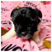 Chloe, Blk/White Parti, Tcup, a female Yorkshire Terrier for sale in Hattiesburg, MS – Photo 1 of 2