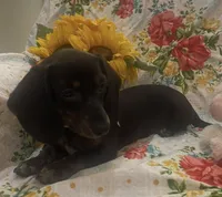 Zoe - Black/Tan SH, SALE, a female Miniature Dachshund for sale in Hattiesburg, MS – Photo 2 of 6