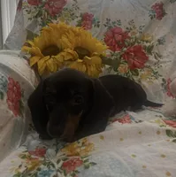 Zoe - Black/Tan SH, SALE, a female Miniature Dachshund for sale in Hattiesburg, MS – Photo 3 of 6