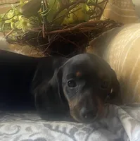 Zoe - Black/Tan SH, SALE, a female Miniature Dachshund for sale in Hattiesburg, MS – Photo 2 of 7