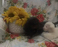 Zoe - Black/Tan SH, SALE, a female Miniature Dachshund for sale in Hattiesburg, MS – Photo 4 of 6