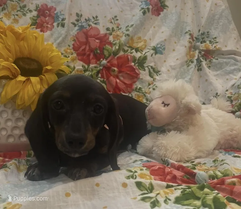 Zoe - Black/Tan SH, SALE – Miniature Dachshund puppy for sale in Hattiesburg, MS
