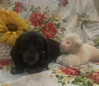 Zoe - Black/Tan SH, SALE, a female Miniature Dachshund for sale in Hattiesburg, MS – Photo 1 of 6