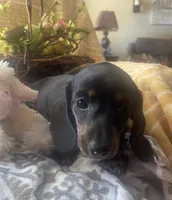 Zoe - Black/Tan SH, SALE, a female Miniature Dachshund for sale in Hattiesburg, MS – Photo 3 of 7