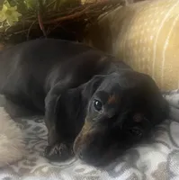 Zoe - Black/Tan SH, SALE, a female Miniature Dachshund for sale in Hattiesburg, MS – Photo 5 of 7