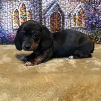 Zoe - Black/Tan SH, SALE, a female Miniature Dachshund for sale in Hattiesburg, MS – Photo 7 of 7